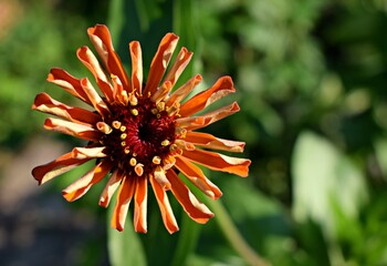 Close up of a red zinnia flower in the garden. Summer flowers in the garden. The best flower to the garden. Gardening. Beautiful summer flowers.