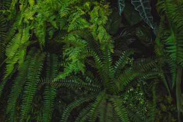 abstract green leaf texture, tropical leaf foliage nature dark green background