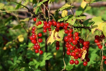 Red currant fruits. Growing red currant