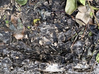 A lot of black and white ants crawling on leaves and tree bark in a natural forest setting with green plants and brown textures