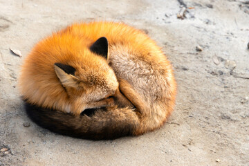 Sleeping fluffy fox curling up on ground