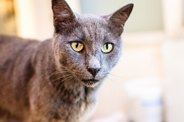 close up portrait of an alley cat on a hot summer day in the street of a small town