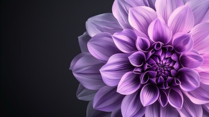 Obraz premium Purple Dahlia Flower Close-up
