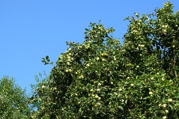 Apple tree. A lot of fruit on the tree. Beautiful summer day on the farm. Old apple tree
