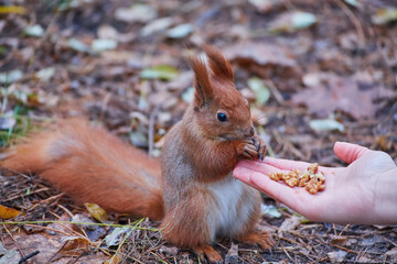 A woman feeds a red squirrel with nuts in an autumn forest. The squirrel sits on the ground covered in leaves, creating a warm and natural outdoor moment.