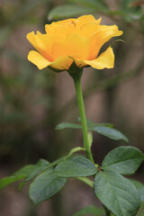 yellow rose on green background