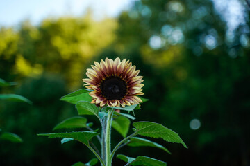 Obraz premium Procut plum sunflower. Nature bokeh background.