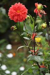 red and yellow flowers
