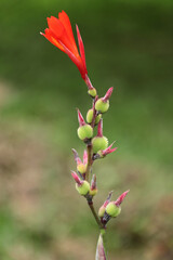 red and yellow flower