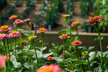 Hummingbird moth feeding on a zinnia flower. Outdoor, colorful, flower garden.