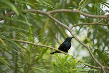 Purple Sunbird Male Female Bird on plant