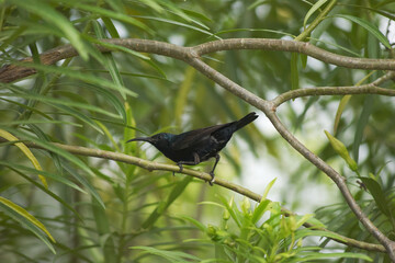 Purple Sunbird Male Female Bird on plant