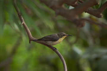 Purple Sunbird Male Female Bird on plant