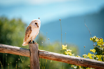 Barn owl (Tyto alba)