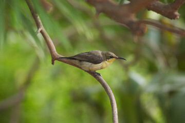 Purple Sunbird Male Female Bird on plant
