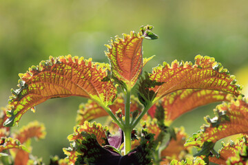 flower and butterfly