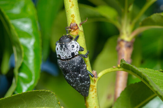 Flat headed Root Borer feeding on bark, Capnodis tenebrionis