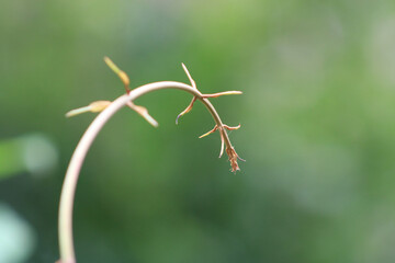 close up of a leaf