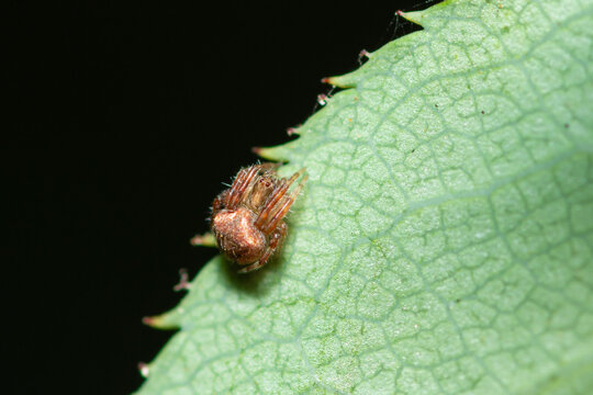 Small orbweaver spider at the edge of a leaf