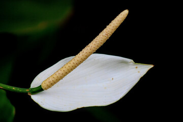 close up of a white lily