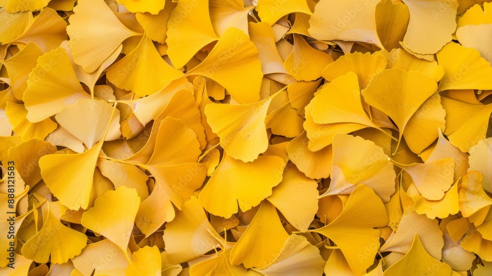 Sticker Overhead view of Ginkgo biloba leaves scattered on the ground, showcasing their fan-shaped form and bright yellow hue 