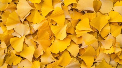 Overhead view of Ginkgo biloba leaves scattered on the ground, showcasing their fan-shaped form and bright yellow hue 