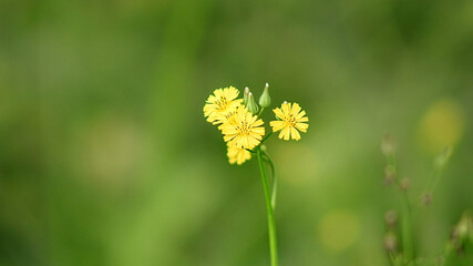 yellow flower