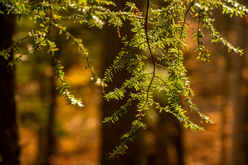 Balsam in the Autumn glow along the trail