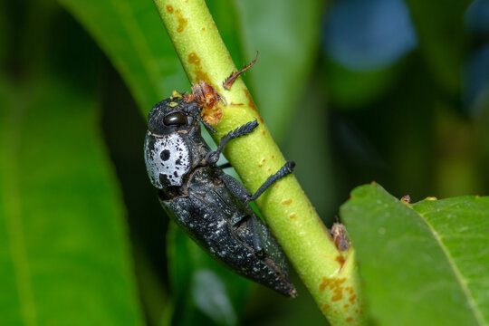 Flat headed Root Borer feeding on bark, Capnodis tenebrionis