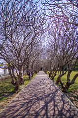 trees in the park , Nan National Museum