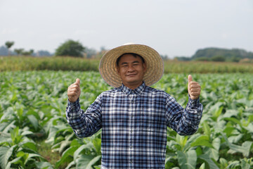 Happy Asian male gardener is at tobacco garden, thumb up to show his satisfaction in crops. Look at camera. Feel confident, proud in crops. Concept , Agriculture occupation. Farming lifestyle.