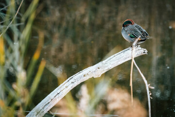Common teal (Anas crecca) on a branch