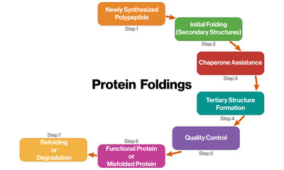 Protein Folding Pathway Flowchart Vector Illustration in White Background for Molecular Biology and Biochemistry Research.