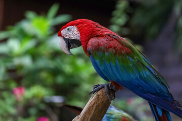 Close up head the red macaw parrot bird is sleep in nature garden