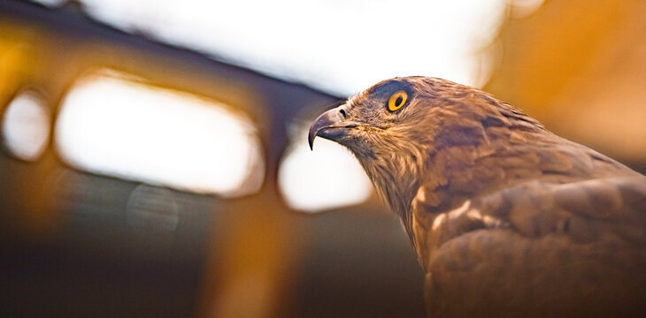 Abejero europeo (Pernis apivorus)
