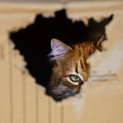 Orange cat in a box