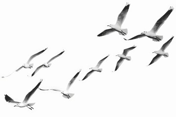 Obraz premium Enhance your projects with this beautifully rendered, 4K UHD image of flying birds, offering exceptional clarity and detail.
