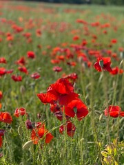 Mohn im Juni