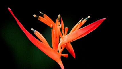 red and yellow flower