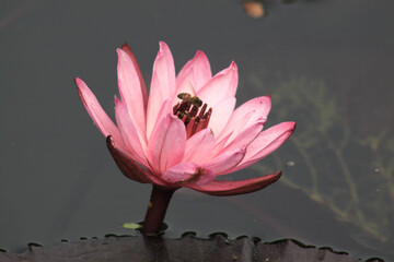 pink water lily