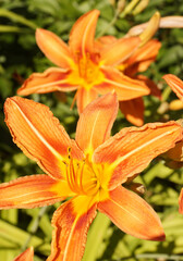 Lily flowers in close-up on a green background
