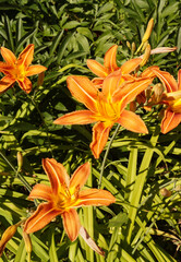 Lily flowers in close-up on a green background