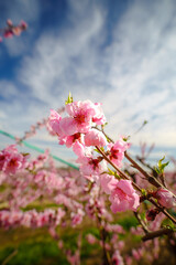 Flor del melocotonero 
