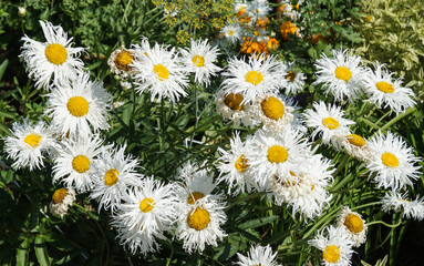 Terry daisies "Crazy Daisy" on a flower bed in a summer garden close-up