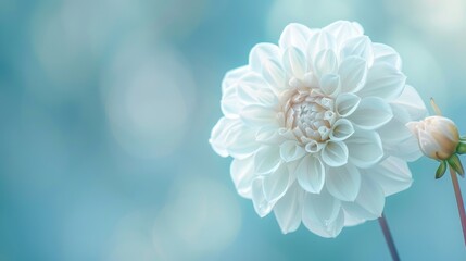 White Dahlia Bloom on a Soft Blue Background