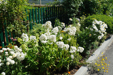 Blooming white hydrangea in the garden on a flower bed