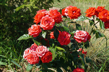 A climbing rose grows in the garden on a flower bed