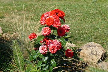 A climbing rose grows in the garden on a flower bed