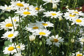 Common cornflower (Leucanthemum vulgare) in the garden on a flower bed