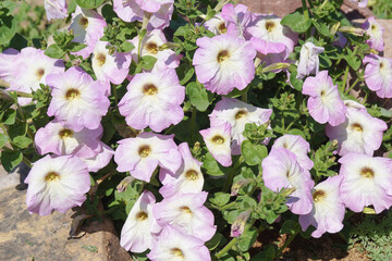Petunia flowers on a summer day in a flower bed